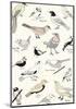 Bird Life-Clara Wells-Mounted Giclee Print