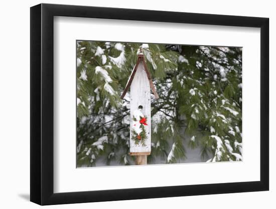 Bird, Nest Box with Holiday Swag in Winter, Marion, Illinois, Usa-Richard ans Susan Day-Framed Photographic Print