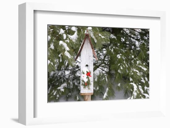 Bird, Nest Box with Holiday Swag in Winter, Marion, Illinois, Usa-Richard ans Susan Day-Framed Photographic Print