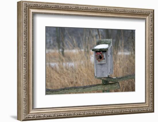 Bird, nest box with holiday wreath in winter, Marion, Illinois, USA.-Richard & Susan Day-Framed Photographic Print