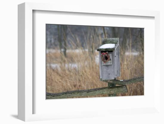 Bird, nest box with holiday wreath in winter, Marion, Illinois, USA.-Richard & Susan Day-Framed Photographic Print