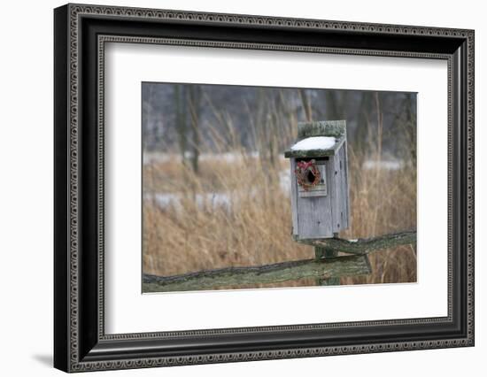 Bird, nest box with holiday wreath in winter, Marion, Illinois, USA.-Richard & Susan Day-Framed Photographic Print
