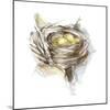 Bird Nest Study III-Ethan Harper-Mounted Art Print