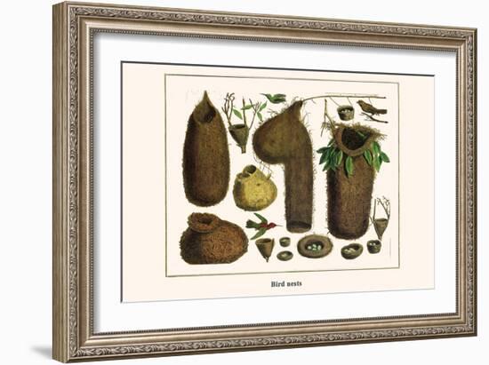 Bird Nests-Albertus Seba-Framed Art Print