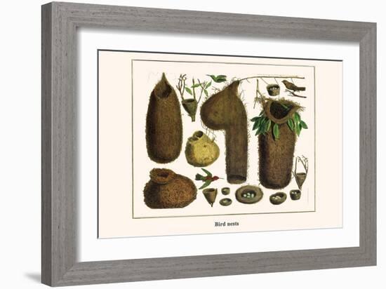 Bird Nests-Albertus Seba-Framed Art Print