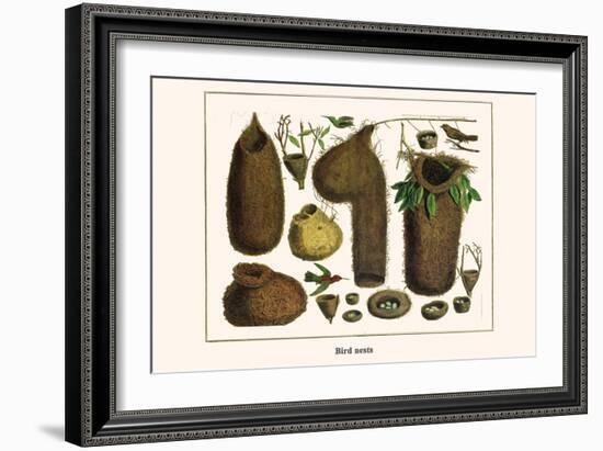 Bird Nests-Albertus Seba-Framed Art Print