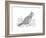 Bird North Cardinal-Neeti Goswami-Framed Art Print