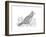 Bird North Cardinal-Neeti Goswami-Framed Art Print