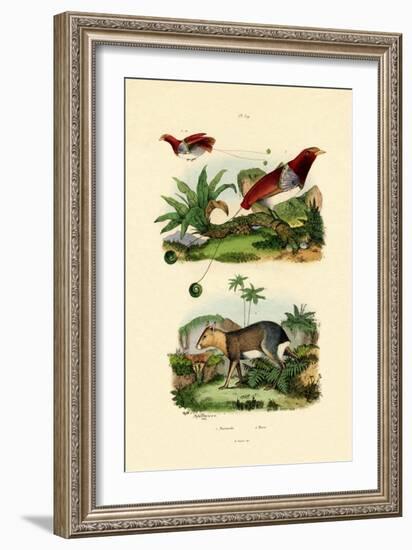 Bird of Paradise, 1833-39-null-Framed Giclee Print