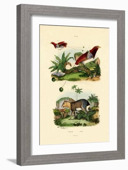 Bird of Paradise, 1833-39-null-Framed Giclee Print