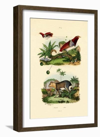 Bird of Paradise, 1833-39-null-Framed Giclee Print