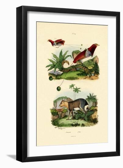 Bird of Paradise, 1833-39-null-Framed Giclee Print