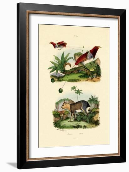 Bird of Paradise, 1833-39-null-Framed Giclee Print