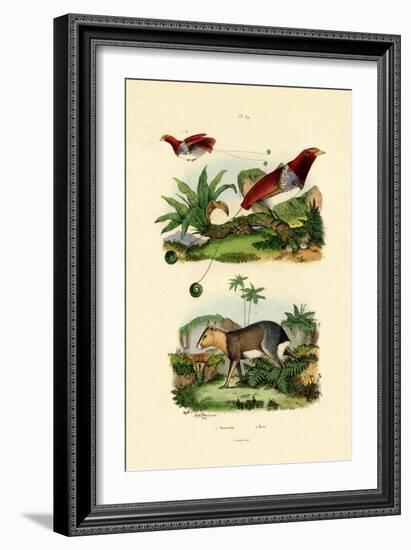 Bird of Paradise, 1833-39-null-Framed Giclee Print