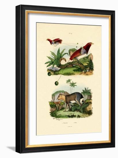 Bird of Paradise, 1833-39-null-Framed Giclee Print