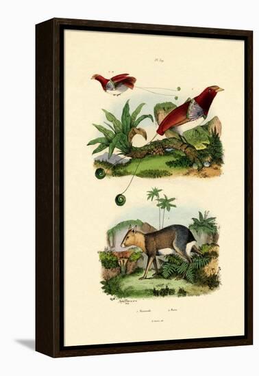 Bird of Paradise, 1833-39-null-Framed Premier Image Canvas