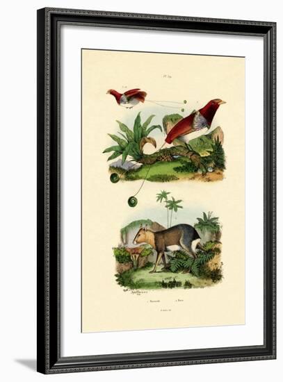 Bird of Paradise, 1833-39-null-Framed Giclee Print