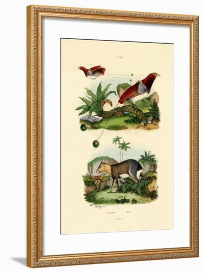 Bird of Paradise, 1833-39-null-Framed Giclee Print