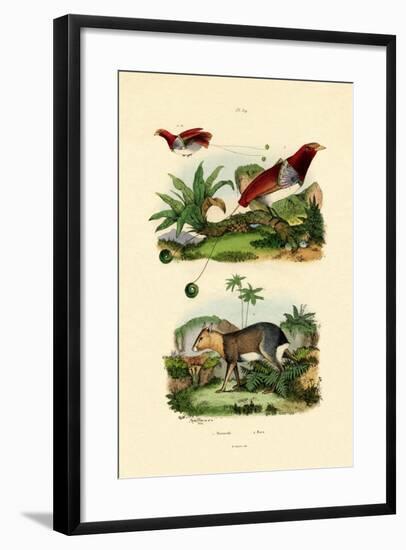 Bird of Paradise, 1833-39-null-Framed Giclee Print