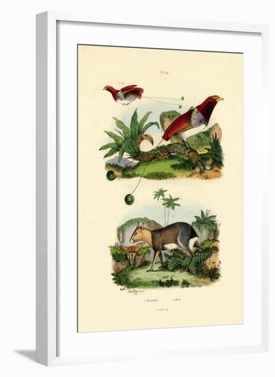 Bird of Paradise, 1833-39-null-Framed Giclee Print