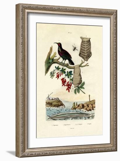 Bird of Paradise, 1833-39-null-Framed Giclee Print