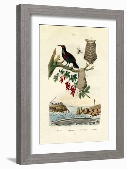 Bird of Paradise, 1833-39-null-Framed Giclee Print