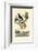 Bird of Paradise, 1833-39-null-Framed Giclee Print