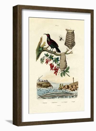 Bird of Paradise, 1833-39-null-Framed Giclee Print