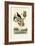 Bird of Paradise, 1833-39-null-Framed Giclee Print