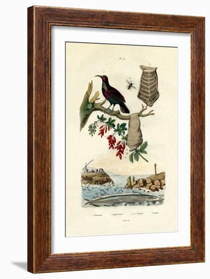 Bird of Paradise, 1833-39-null-Framed Giclee Print