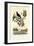 Bird of Paradise, 1833-39-null-Framed Giclee Print