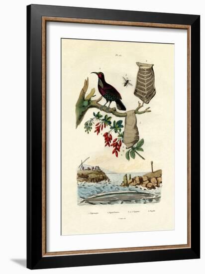 Bird of Paradise, 1833-39-null-Framed Giclee Print