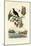 Bird of Paradise, 1833-39-null-Mounted Giclee Print