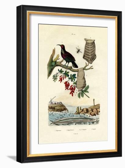 Bird of Paradise, 1833-39-null-Framed Giclee Print