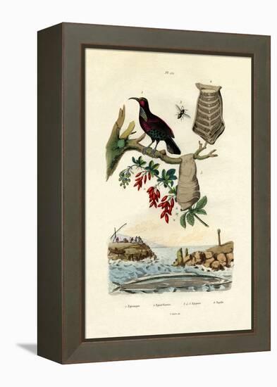 Bird of Paradise, 1833-39-null-Framed Premier Image Canvas