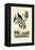 Bird of Paradise, 1833-39-null-Framed Premier Image Canvas