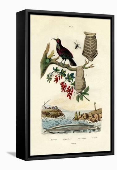 Bird of Paradise, 1833-39-null-Framed Premier Image Canvas