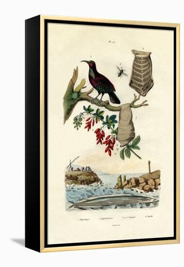 Bird of Paradise, 1833-39-null-Framed Premier Image Canvas