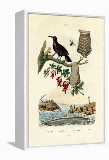 Bird of Paradise, 1833-39-null-Framed Premier Image Canvas