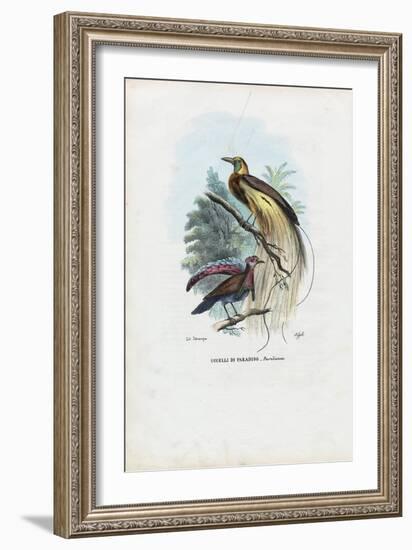 Bird of Paradise, 1863-79-Raimundo Petraroja-Framed Giclee Print