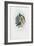 Bird of Paradise, 1863-79-Raimundo Petraroja-Framed Giclee Print