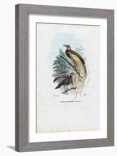 Bird of Paradise, 1863-79-Raimundo Petraroja-Framed Giclee Print