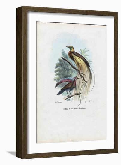 Bird of Paradise, 1863-79-Raimundo Petraroja-Framed Giclee Print