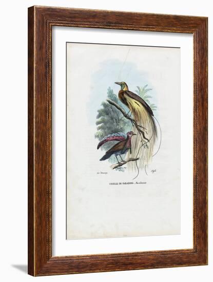 Bird of Paradise, 1863-79-Raimundo Petraroja-Framed Giclee Print