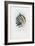 Bird of Paradise, 1863-79-Raimundo Petraroja-Framed Giclee Print