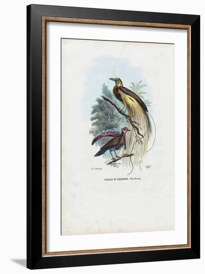 Bird of Paradise, 1863-79-Raimundo Petraroja-Framed Giclee Print