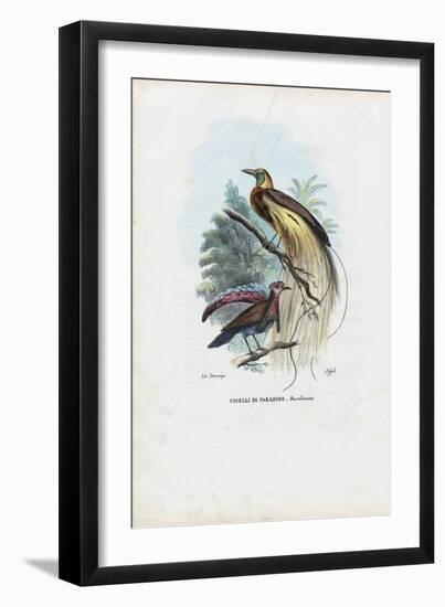 Bird of Paradise, 1863-79-Raimundo Petraroja-Framed Giclee Print