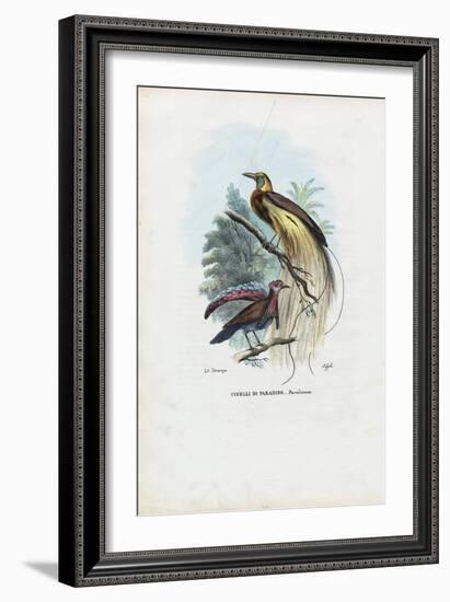 Bird of Paradise, 1863-79-Raimundo Petraroja-Framed Giclee Print