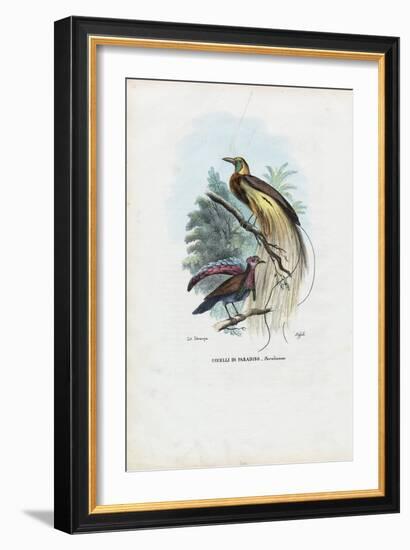 Bird of Paradise, 1863-79-Raimundo Petraroja-Framed Giclee Print