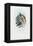 Bird of Paradise, 1863-79-Raimundo Petraroja-Framed Premier Image Canvas